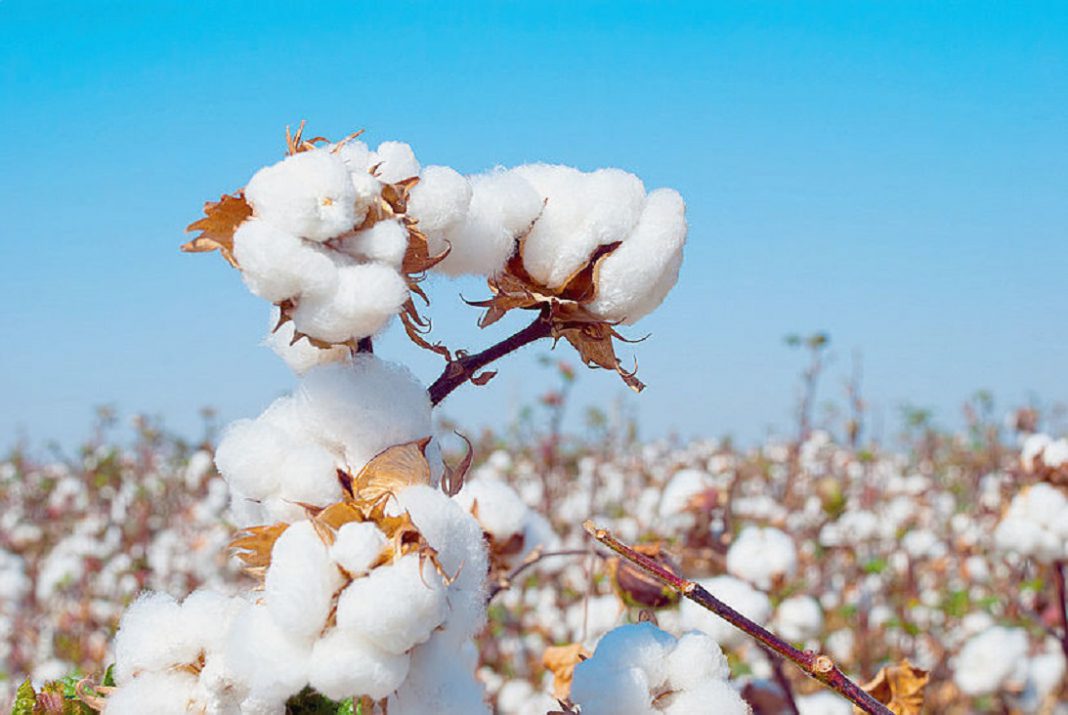 Campagne cotonnière : Une saison lancée sur fond de redynamisation