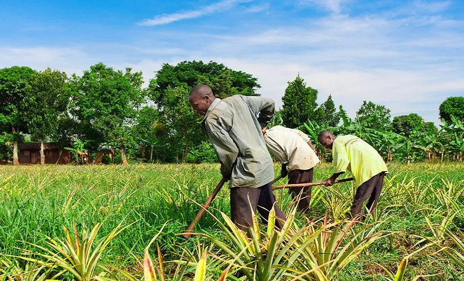 Le Togo lance les grandes assises du secteur agricole national pour dynamiser et transformer le secteur