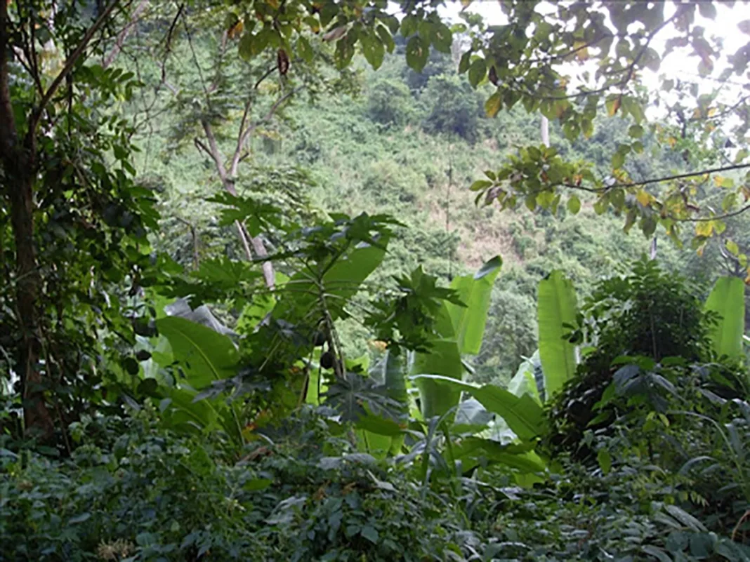 Un manuel de gestion pour la forêt sacrée d'Awatsé