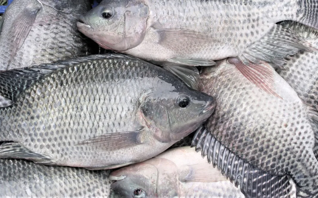 Limiter l’importation de poisson et volaille au Togo